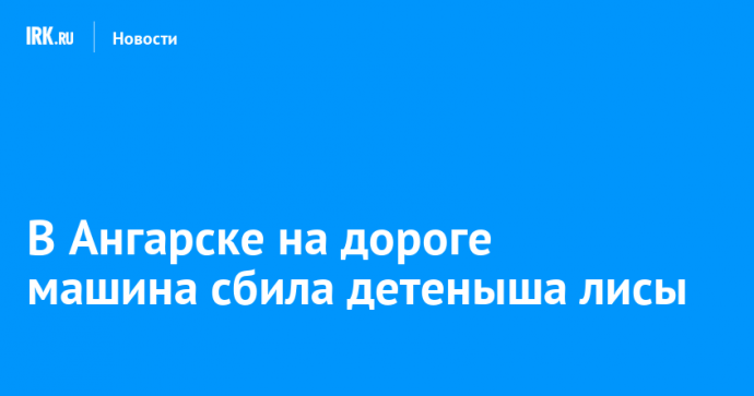 В Ангарске на дороге машина сбила детеныша лисы