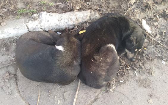 В Курске администрация вновь заплатит деньги из-за напавшей на ребёнка собаки