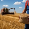 В России ожидается рекордный экспорт пшеницы