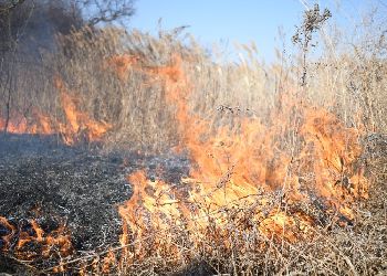 В Благовещенске владельцев частного сектора призывают убрать сухую траву с участков