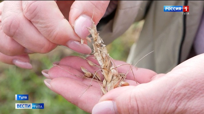 В этом сезоне тульские аграрии уже собрали более 600 тонн картофеля