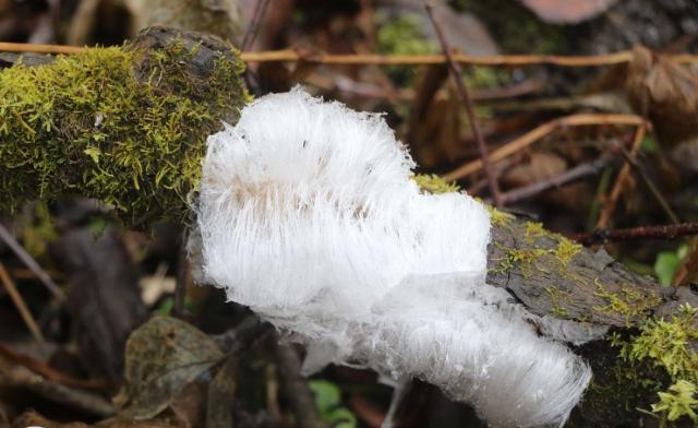 В Башкирии засняли редкое природное явление — «волосатый лед» В Башкирии засняли редкое природное явление — «волосатый лед»
