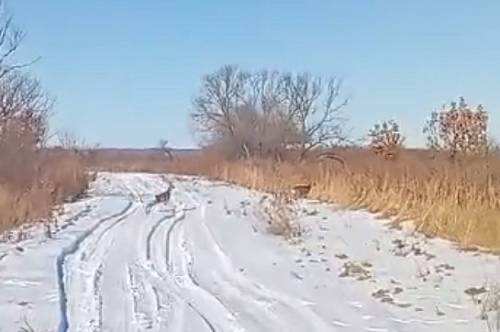 В Приамурье заметили косуль, «нарушающих» правила дорожного движения