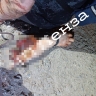 Не для слабонервных: житель Пензенской области гулял по поселку со своей отрезанной рукой