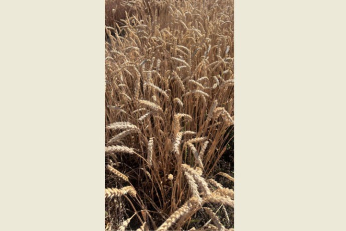 На Ставрополье испытывают инновационное удобрение для пшеницы На Ставрополье испытывают инновационное удобрение для пшеницы