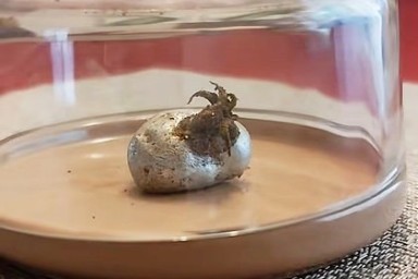 Опубликовано видео загадочного метеорита с щупальцами