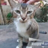 Козероги почувствуют себя Гулливером среди лилипутов, Водолеи попадут в деловую лужу