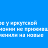 В сквере у иркутской филармонии не прижившиеся ели заменили на новые