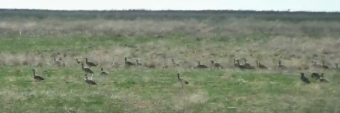 Массовое скопление редких животных засняли на видео в Астраханской области