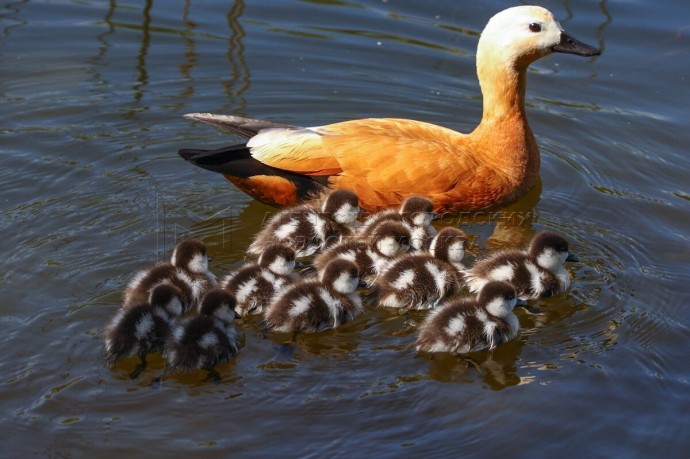 Минэкологии Подмосковья просит не подкармливать водоплавающих птиц осенью Минэкологии Подмосковья просит не подкармливать водоплавающих птиц осенью