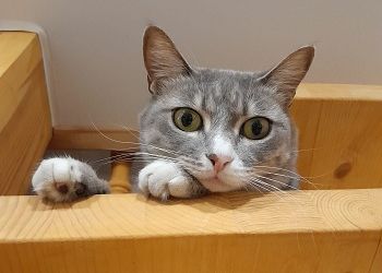 Близнецы будут перетягивать одеяло на себя, Раков ждет сюрприз Близнецы будут перетягивать одеяло на себя, Раков ждет сюрприз