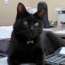 Кота-талисмана офиса Веню украли во Владивостоке