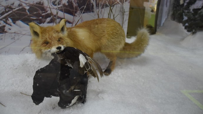 В Башкирии предупредили о риске нападения диких животных