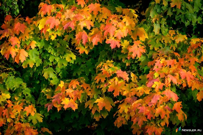 В эти выходные в Кирове резко похолодает В эти выходные в Кирове резко похолодает