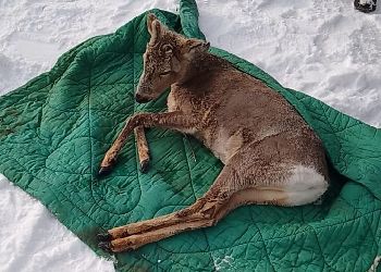 В Приамурье спасли от собак самца косули