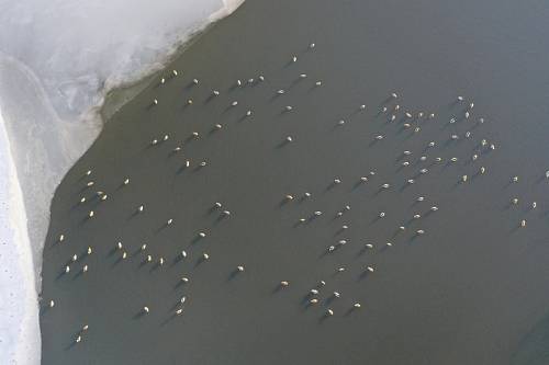Около сотни уток заметили на незамерзшем амурском озере Около сотни уток заметили на незамерзшем амурском озере
