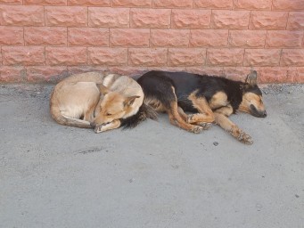 В Пензе почти перестали жаловаться на бездомных собак