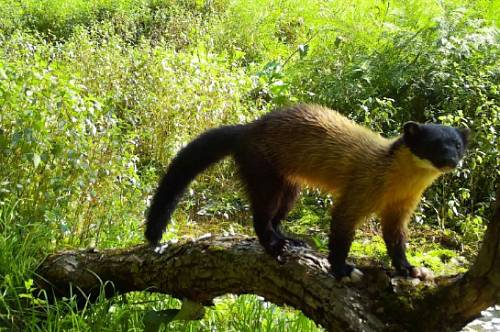 Фотоловушка в Приамурье сняла самца харзы «в активном поиске» Фотоловушка в Приамурье сняла самца харзы «в активном поиске»