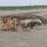 Разлагающееся морское животное заметили на сахалинском побережье