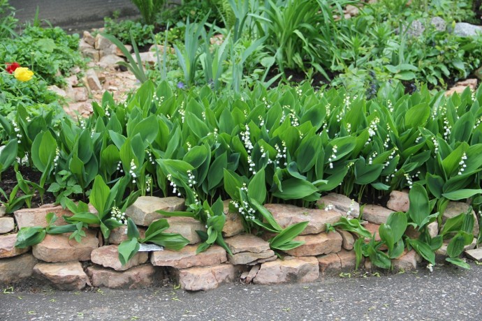 Новгородским любителям создавать клумбы стоит заглянуть на улицу Парковую