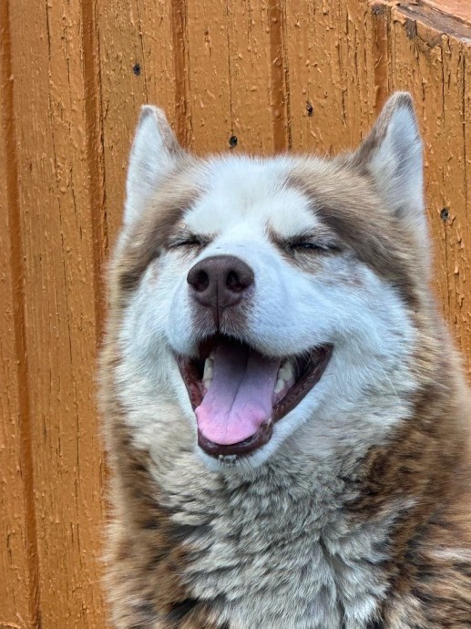 Костромичи могут помочь бездомным животным Костромичи могут помочь бездомным животным