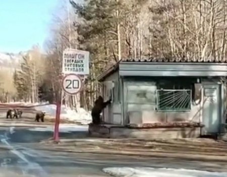 В пути жители Башкирии повстречали диких животных