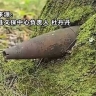 Китайские грибники нашли в лесу уезда Суньу снаряд времен Второй мировой войны