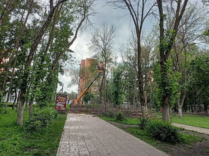 В пензенском микрорайоне Арбеково спиливают деревья В пензенском микрорайоне Арбеково спиливают деревья