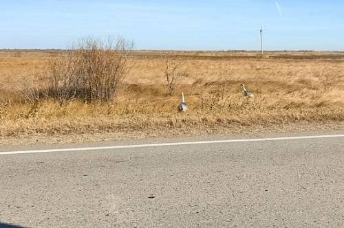 В Октябрьском районе заметили последние стаи краснокнижных журавлей В Октябрьском районе заметили последние стаи краснокнижных журавлей