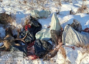 На севере Приамурья браконьеры застрелили лося и изюбря На севере Приамурья браконьеры застрелили лося и изюбря