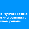Шестеро мужчин незаконно срубили лиственницы в Ольхонском районе