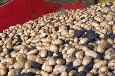 В Предгорном округе собрали 50 тысяч тонн картофеля