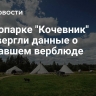 В этнопарке "Кочевник" опровергли данные о сбежавшем верблюде