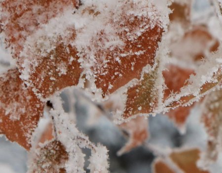 В Башкирии прогнозируют мокрый снег В Башкирии прогнозируют мокрый снег