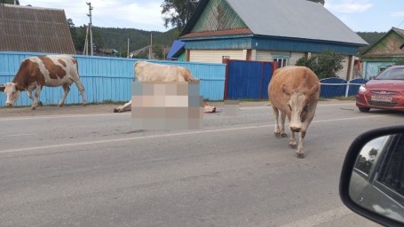 В Башкирии водитель задавил корову