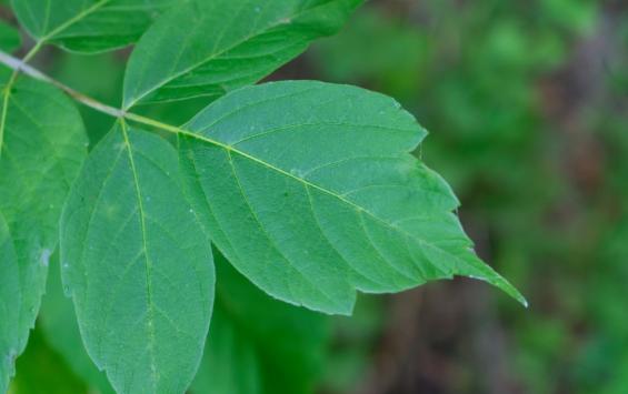 В Курской области выявили новые очаги амброзии и повилики