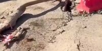 В Астрахани на улице Куликова ликвидировали провал асфальта