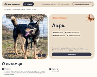 На mos.ru заработал сервис по выбору домашнего животного из приюта