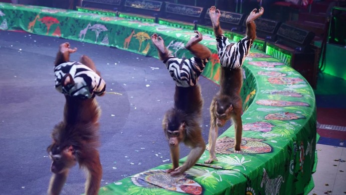 Семьи участников СВО смогут бесплатно посетить новое шоу в Ярославском цирке