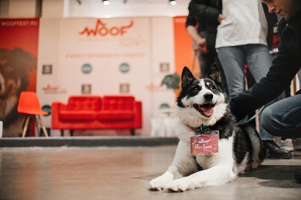 Фестиваль WOOF в поддержку животных из приютов пройдёт в Москве в 13-й раз Фестиваль WOOF в поддержку животных из приютов пройдёт в Москве в 13-й раз