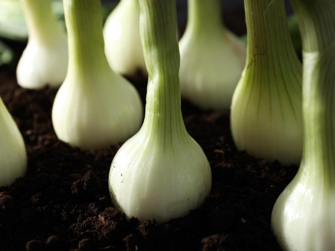 Посадка озимого лука в декабре снижает нагрузку на весенний огород — Actualno