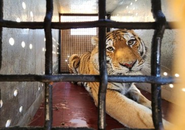 Двух краснокнижных самок амурского тигра передали в Московский зоопарк