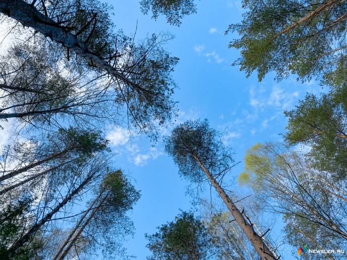 Минлесхоз: в Кировской области преобладает естественный метод восстановления лесов