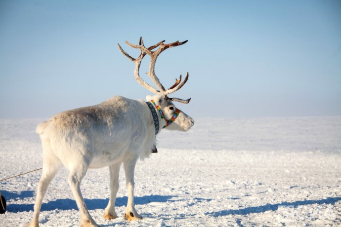 В Якутске подготовили креативных наставников для Арктики