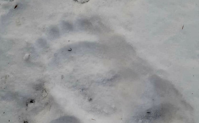 Рядом с Ногликами заметили следы медведя Рядом с Ногликами заметили следы медведя