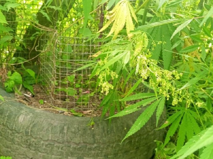 Приморские полицейские навестили две наркотеплицы и задержали их владельцев Приморские полицейские навестили две наркотеплицы и задержали их владельцев