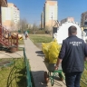 Более 60 елей высадили в Саранске в рамках акции по озеленению