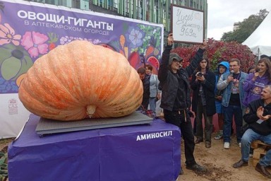 Фермер из Подмосковья вырастил самую тяжёлую в России тыкву