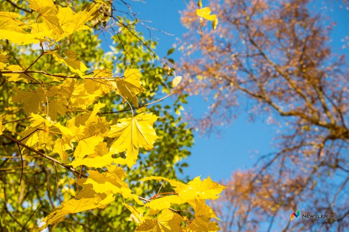 Метеорологи-любители: ноябрь в Кирове обещает быть теплее обычного