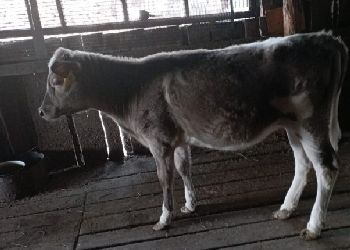 Амурчанка разводит коров, которые дают молоко со вкусом пломбира Амурчанка разводит коров, которые дают молоко со вкусом пломбира